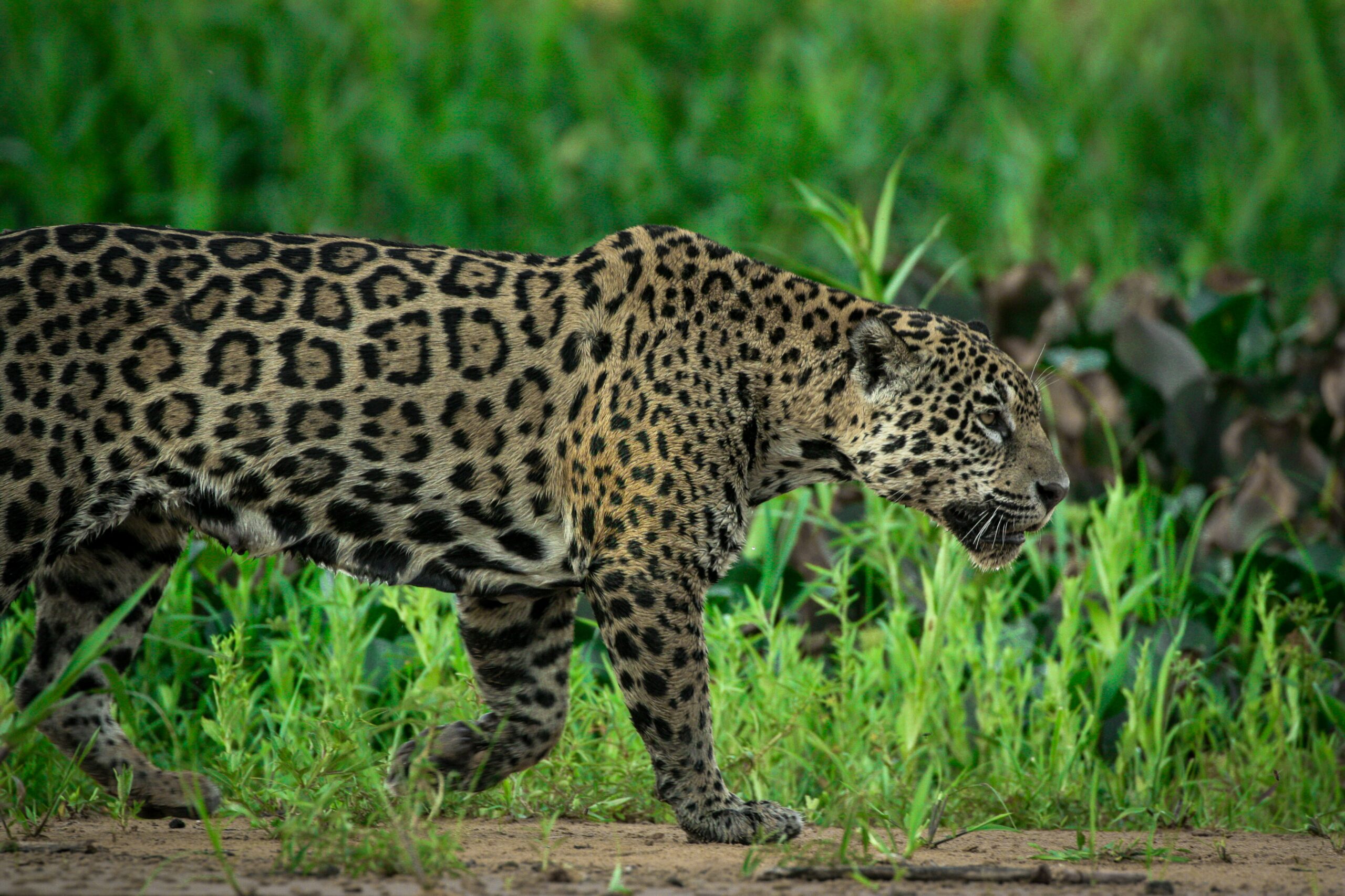 Amazon vs Pantanal Safari: How to Choose Your Luxury Wildlife Journey Jaguar on a Pantanal riverbank during dry season — luxury wildlife safari in Brazil