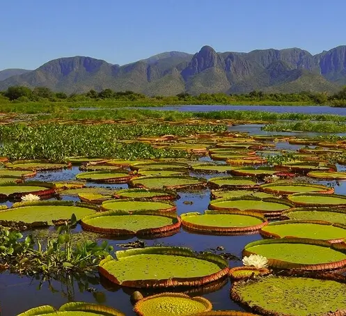 pantanal brazil