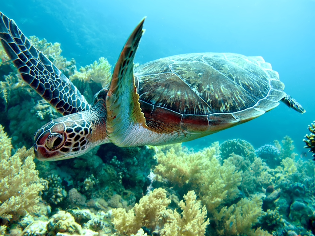 Traveling to Brazil with Kids: 4 Family Essentials Sea turtle hatchlings at a Bahia conservation centre — education and wonder for young travelers