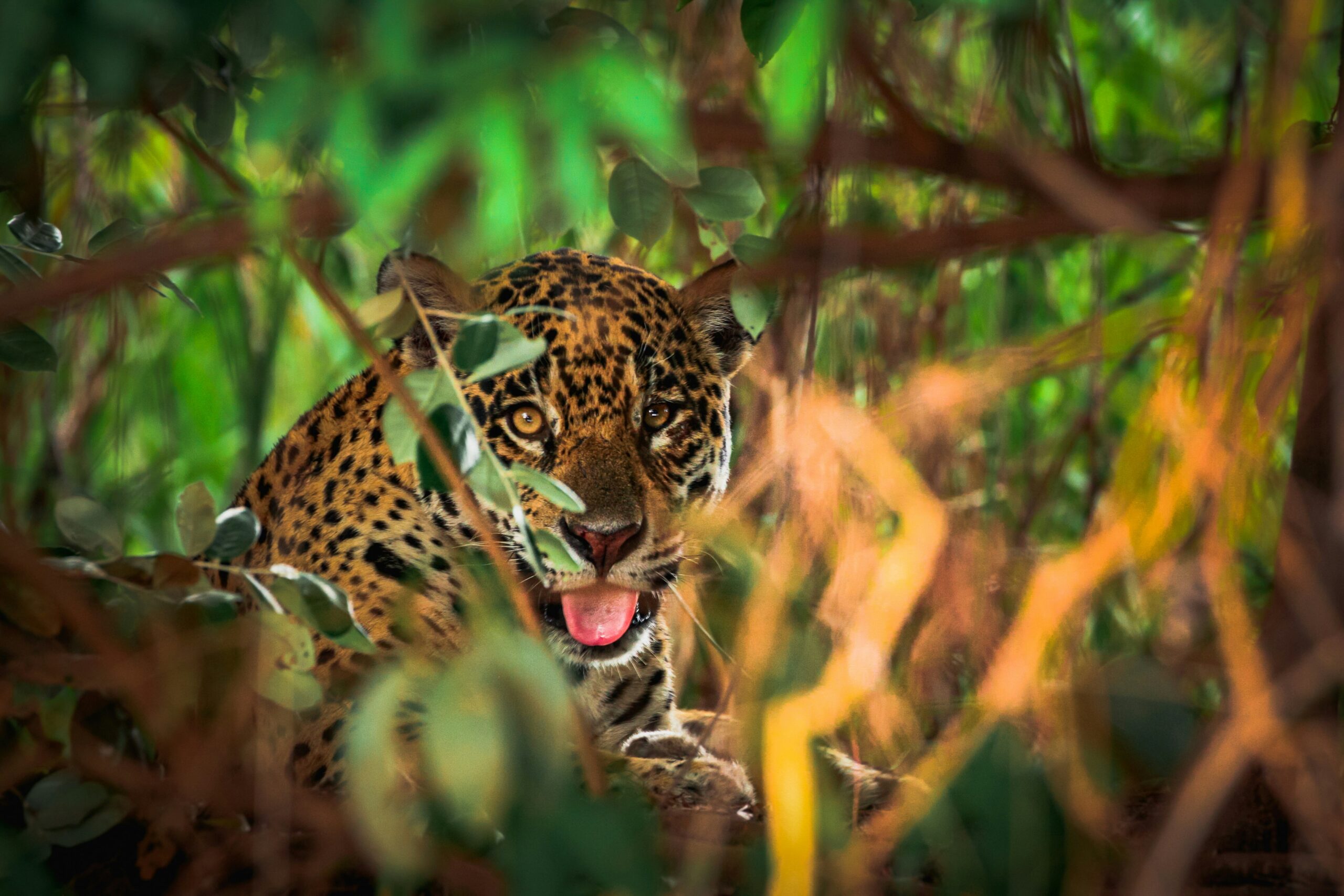The Best Time to Visit Brazil: A Month-by-Month Guide A jaguar on a Pantanal riverbank in the dry season — the best time to visit Brazil for wildlife