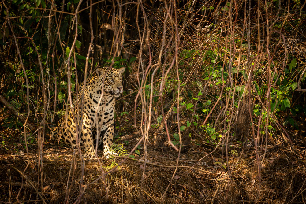 Pantanal Wildlife Safari: Best Wildlife on Earth 2026 Pantanal wildlife safari — a jaguar resting on a riverbank in the Brazilian wetlands