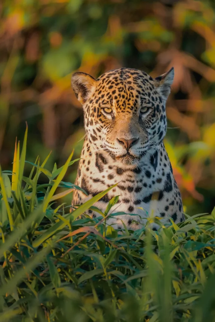 Best Places to Visit in Brazil: A Country of Many Worlds Best places to visit in Brazil — dramatic coastline and rainforest landscape