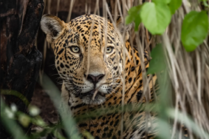 Private Amazon Journeys For Sophisticated Travelers Private Amazon Journeys featuring a jaguar encounter in the Brazilian Amazon rainforest